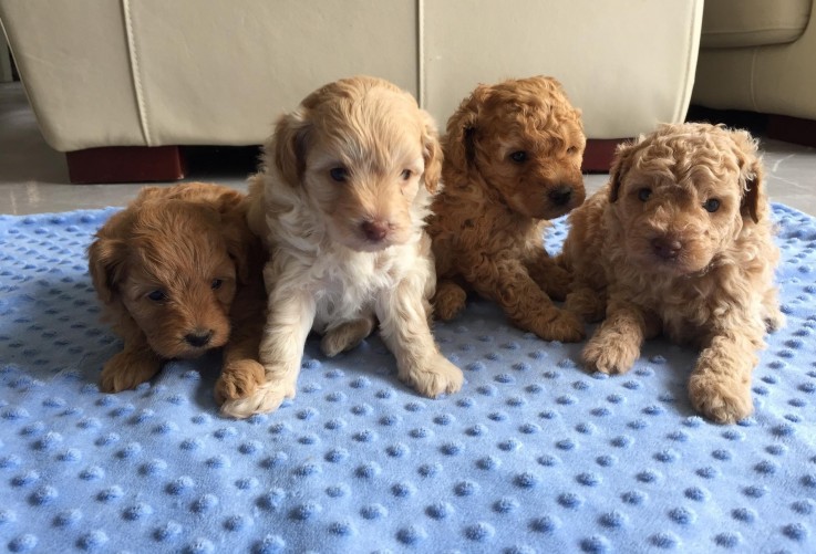 Toy Cavoodle Puppies for sale