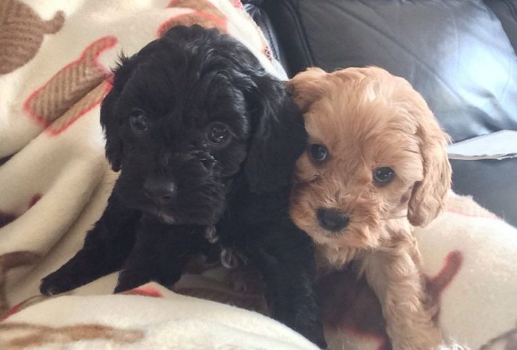 Toy Cavapoo Puppies for sale