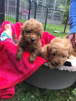 Gorgeous Toy Poodle Puppies Ready 