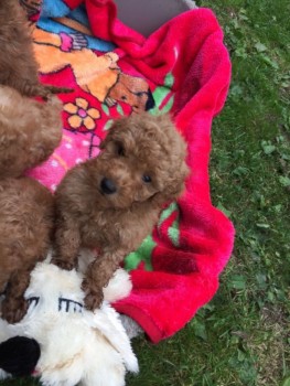 Gorgeous Toy Poodle Puppies Ready 