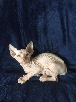 Awesome Sphynx Kittens Available