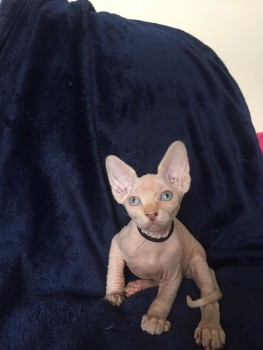 Awesome Sphynx Kittens Available