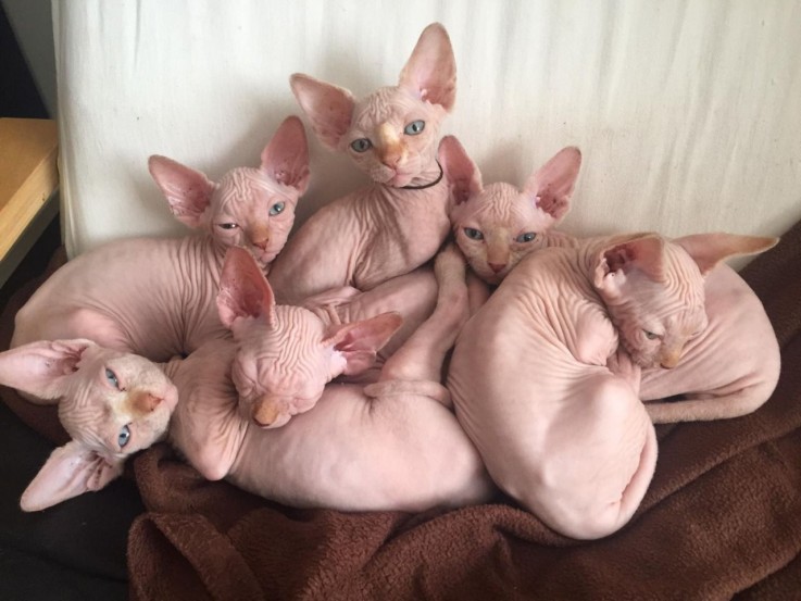 Awesome Sphynx Kittens Available