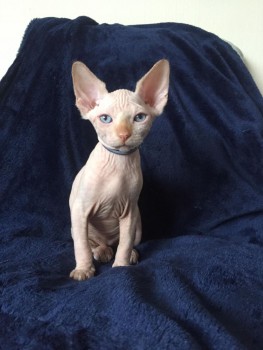 Beatiful Sphynx Kittens Available