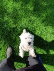 Stunning West Highland White Pups