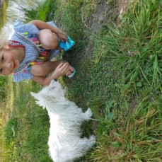 Stunning West Highland White Pups