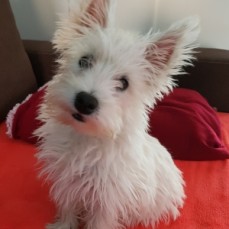 Stunning West Highland White Pups