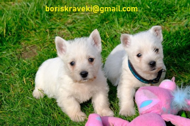 Stunning West Highland White Pups