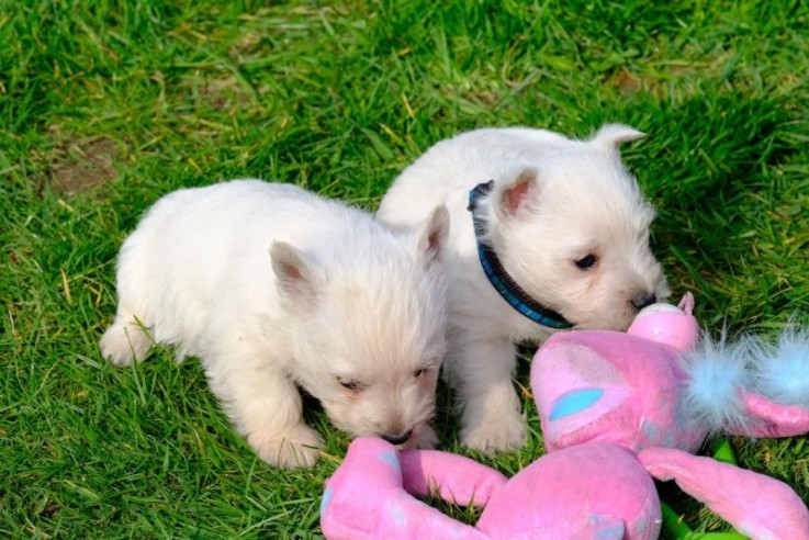 Stunning West Highland White Pups