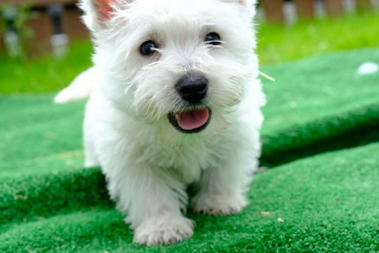 Stunning West Highland White Pups