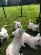 Stunning West Highland White Pups