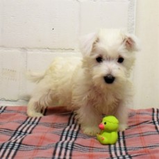 Stunning West Highland White Pups