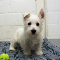 Stunning West Highland White Pups