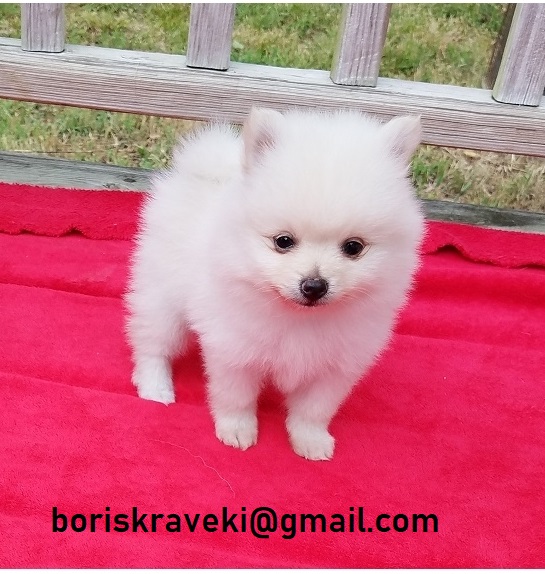 Pomeranian puppy available! 