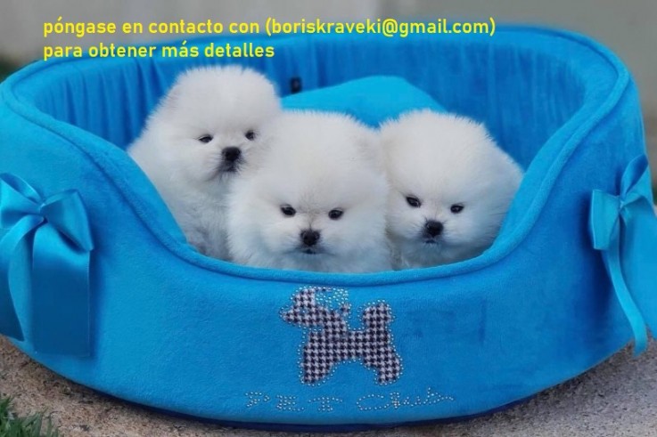 Pomeranian puppy available! 