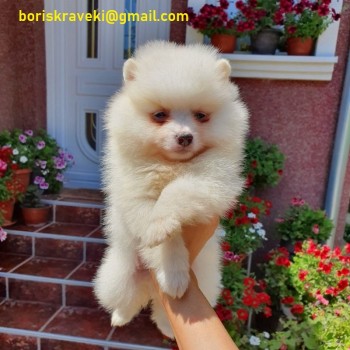 Pomeranian puppy available! 