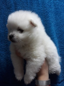 Pomeranian puppy available! 