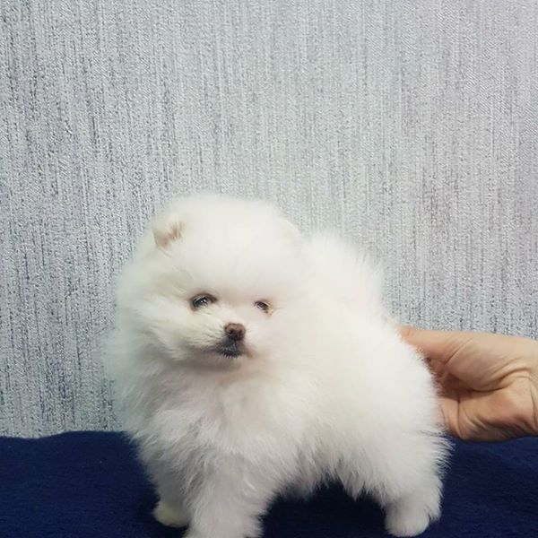 Pomeranian puppy available! 