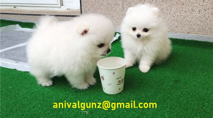 Pomeranian puppy available! 