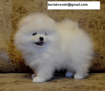 Pomeranian puppy available! 