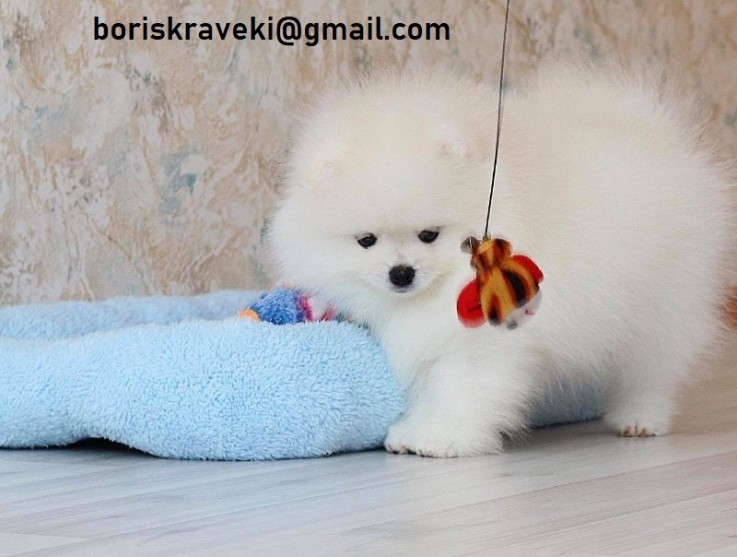 Pomeranian puppy available! 