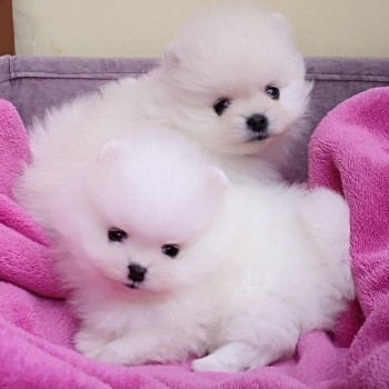 Pomeranian puppy available! 