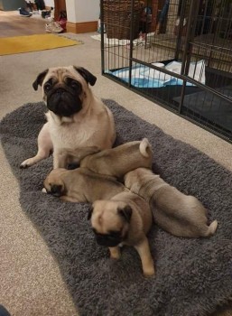 Gorgeous Pug Puppies For Sale