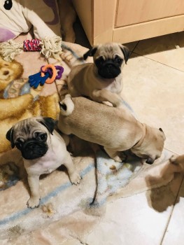 Gorgeous Pug Puppies For Sale