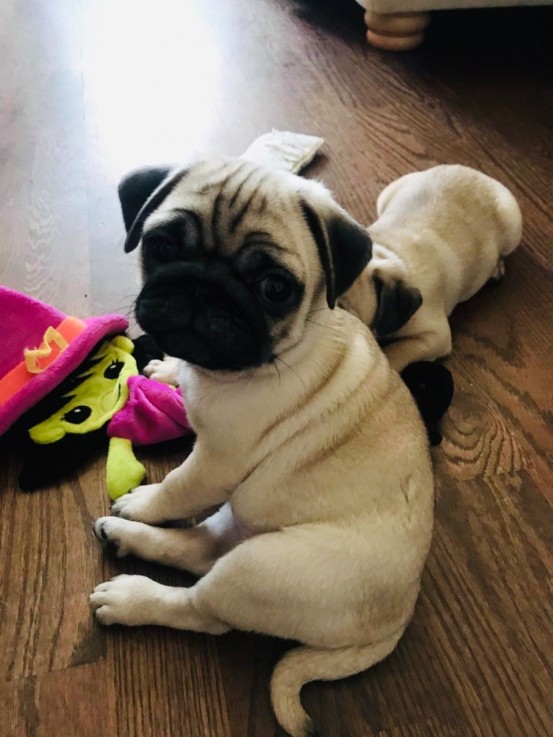 Gorgeous Pug Puppies For Sale