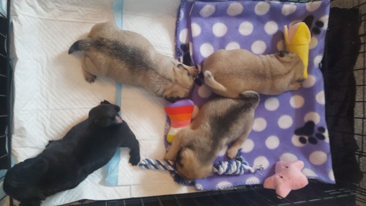 Gorgeous Pug Puppies For Sale