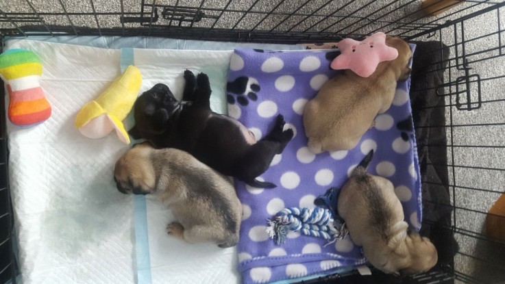 Gorgeous Pug Puppies For Sale