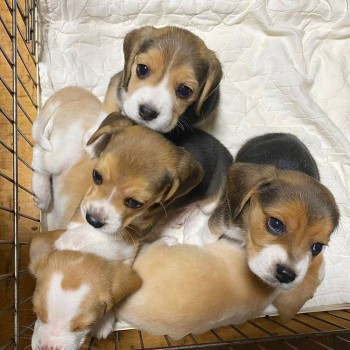 Adorable Beagle  puppies for sale 