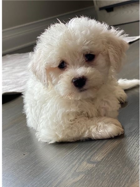 Beautiful Maltese puppies 