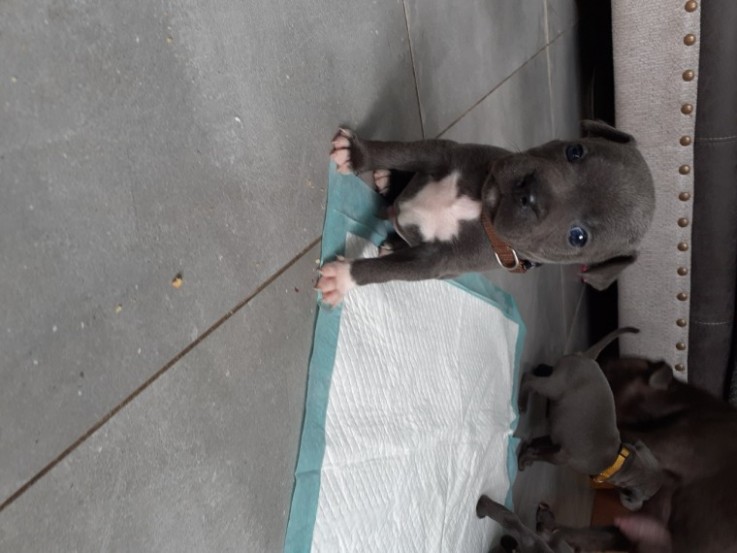 Blue Staffordshire Bull Terrier Puppies