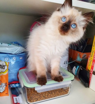 Ragdoll kittens available 