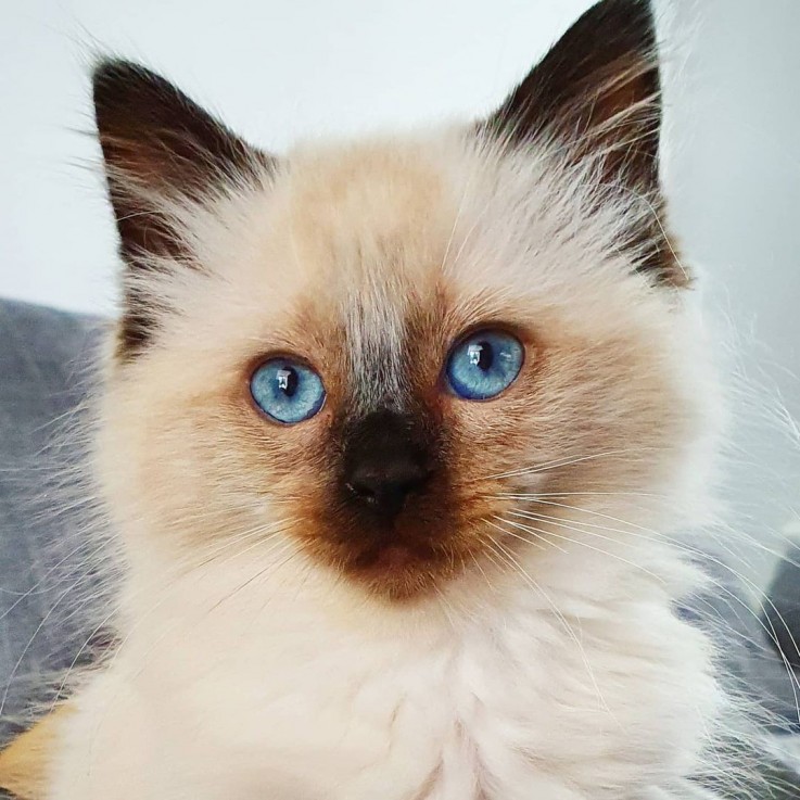 Ragdoll kittens available 