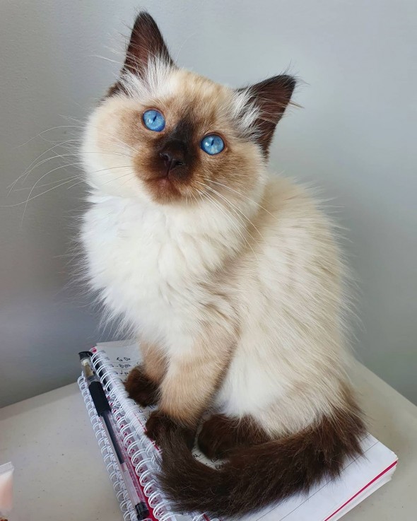 Ragdoll kittens available 