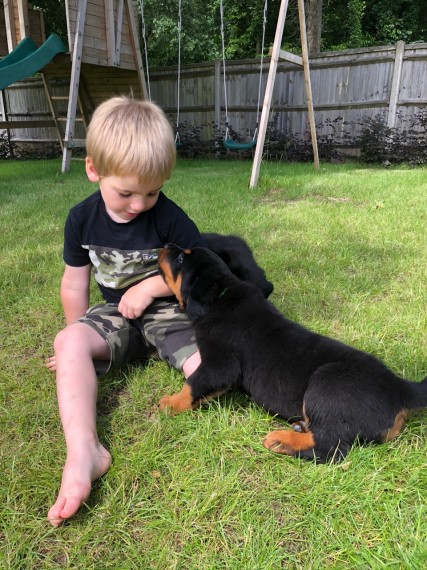 Rottweilers Puppies