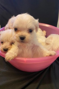 Adorable Maltese Puppies