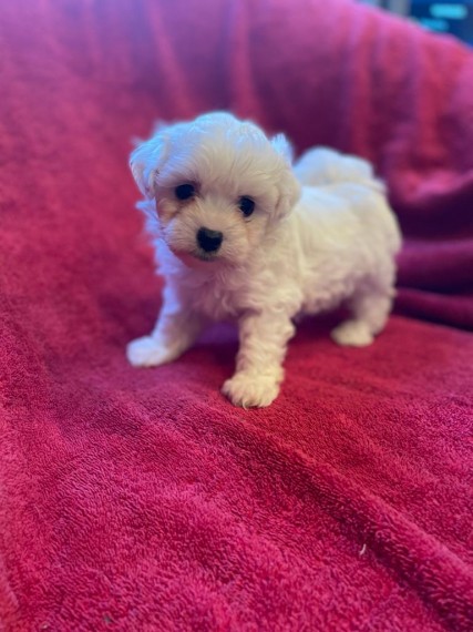 Havanese Puppies 