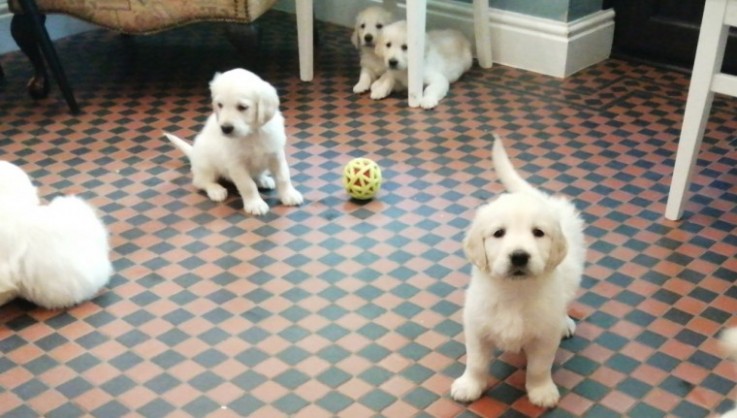 Gorgeous Golden Retriever Puppies