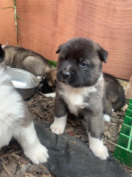 Akita Puppies