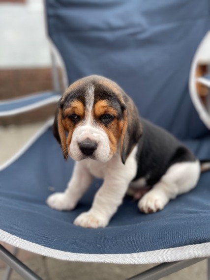  Beautiful Beagle Puppies