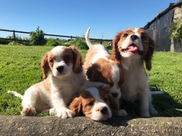 Cavalier King Charles Spaniel Puppies