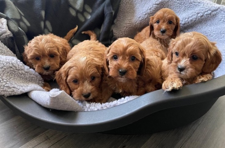 Cavapoo Puppies 