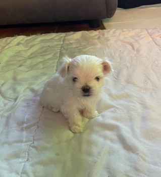 Two Top Class Maltese Puppies Available 