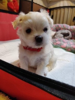 Two Top Class Maltese Puppies Available 