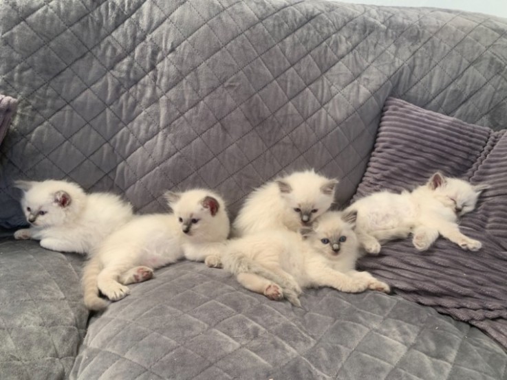  Blue Ragdoll kitten  