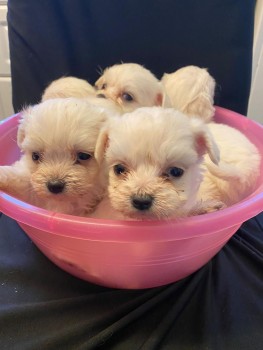 Two Top Class Maltese Puppies Available 