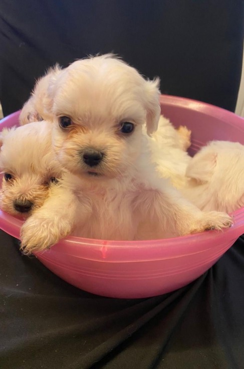 Two Top Class Maltese Puppies Available 